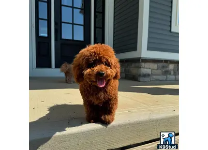 a poodle dog running on a sidewalk