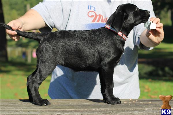 Labrador Retriever dog