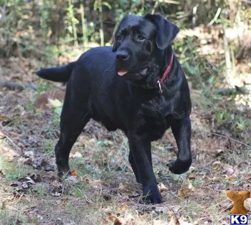 Labrador Retriever