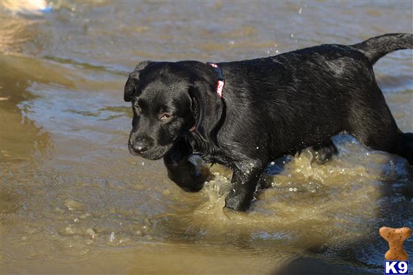 Labrador Retriever dog