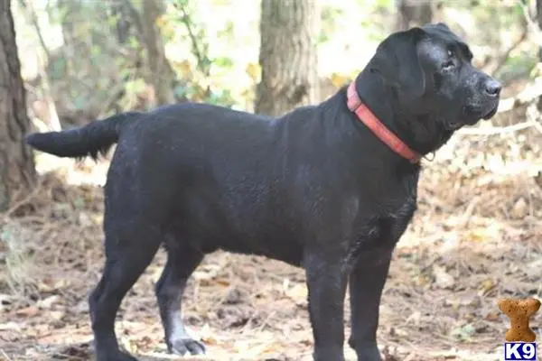 Labrador Retriever stud dog