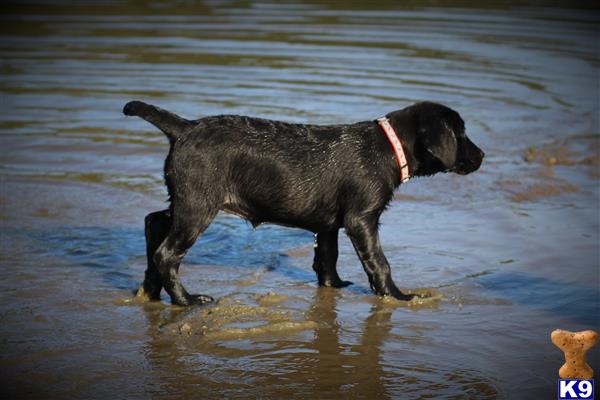 Labrador Retriever dog