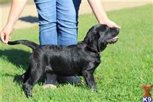 labrador retriever puppy posted by bucklersarah03