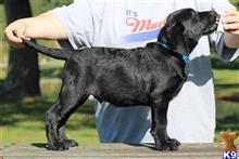 labrador retriever puppy posted by bucklersarah03