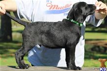 labrador retriever puppy posted by bucklersarah03