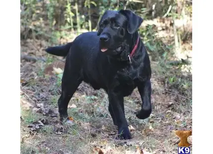 a black labrador retriever dog standing in the woods