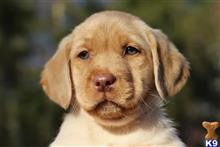labrador retriever puppy posted by bucklersarah03