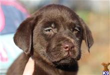 labrador retriever puppy posted by bucklersarah03