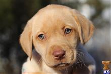 labrador retriever puppy posted by bucklersarah03