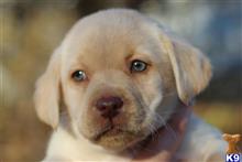 labrador retriever puppy posted by bucklersarah03