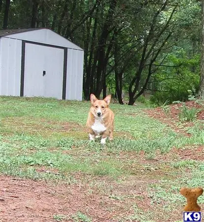 Pembroke Welsh Corgi stud dog