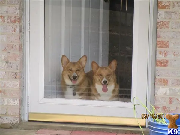 Pembroke Welsh Corgi stud dog