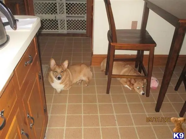 Pembroke Welsh Corgi stud dog