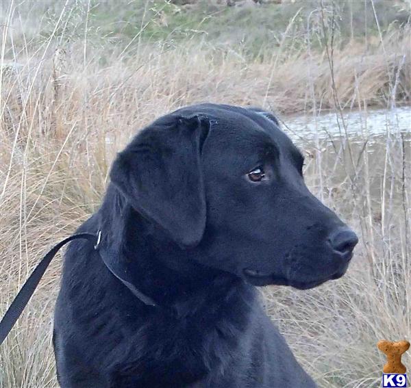 Labrador Retriever dog