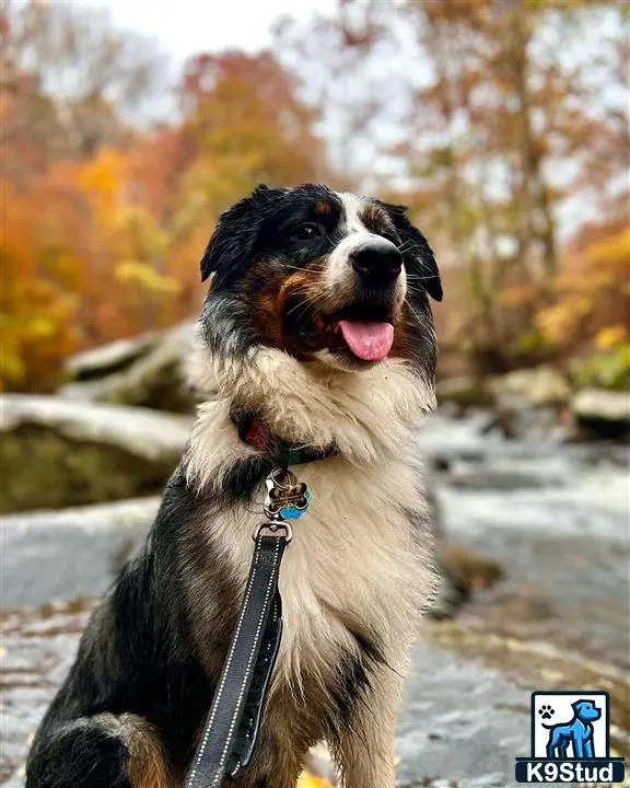 Australian Shepherd stud dog