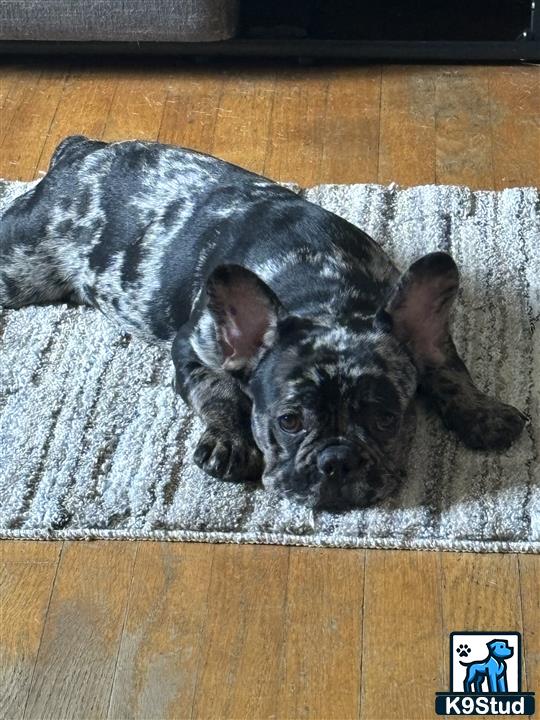 a french bulldog dog lying on a rug