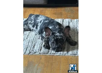 a french bulldog dog lying on a rug