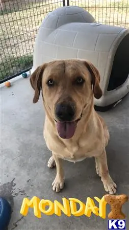 Labrador Retriever stud dog