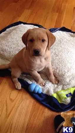 Labrador Retriever stud dog