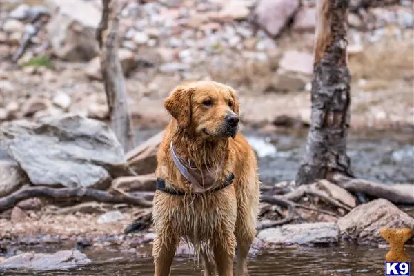 Golden Retriever stud dog: a golden retriever dog standing in water