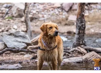 Golden Retriever stud dog: a golden retriever dog standing in water