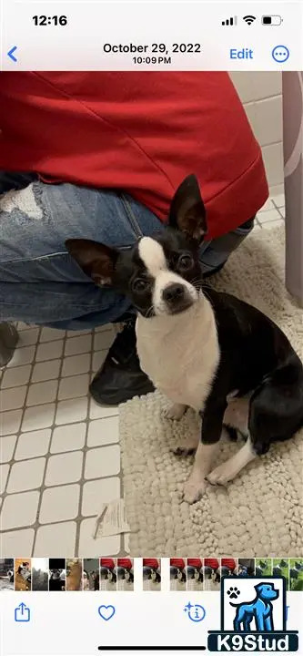 a screenshot of a chihuahua dog