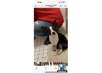 a screenshot of a chihuahua dog