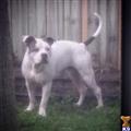 American Pit Bull stud dog: White American Pit Bull with black markings, standing in grass