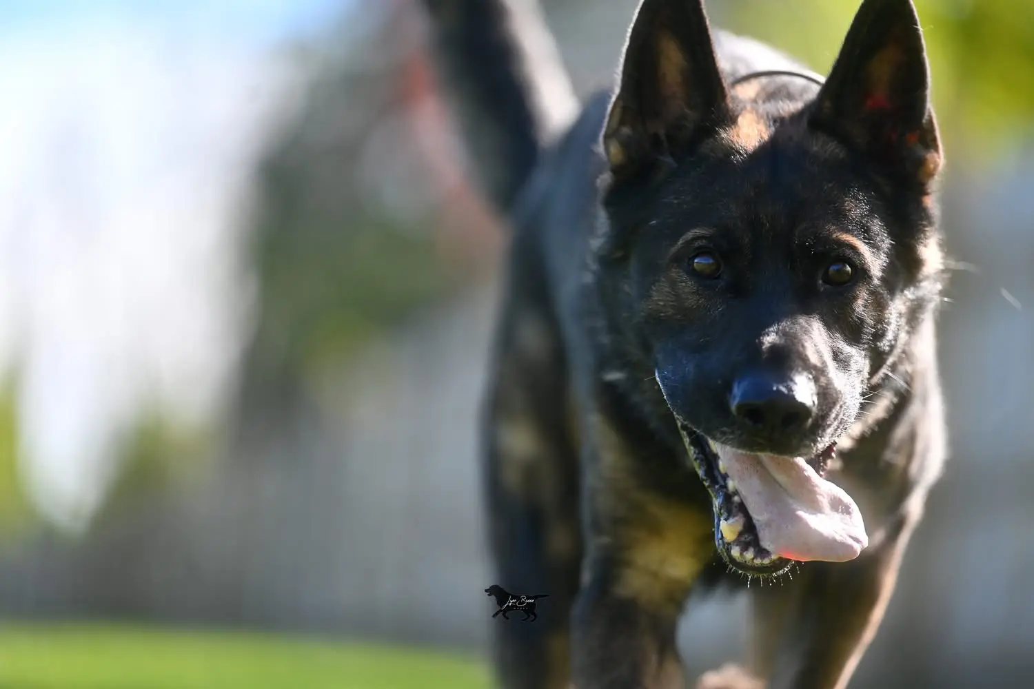 German Shepherd stud dog: Black and tan German Shepherd running with tongue out