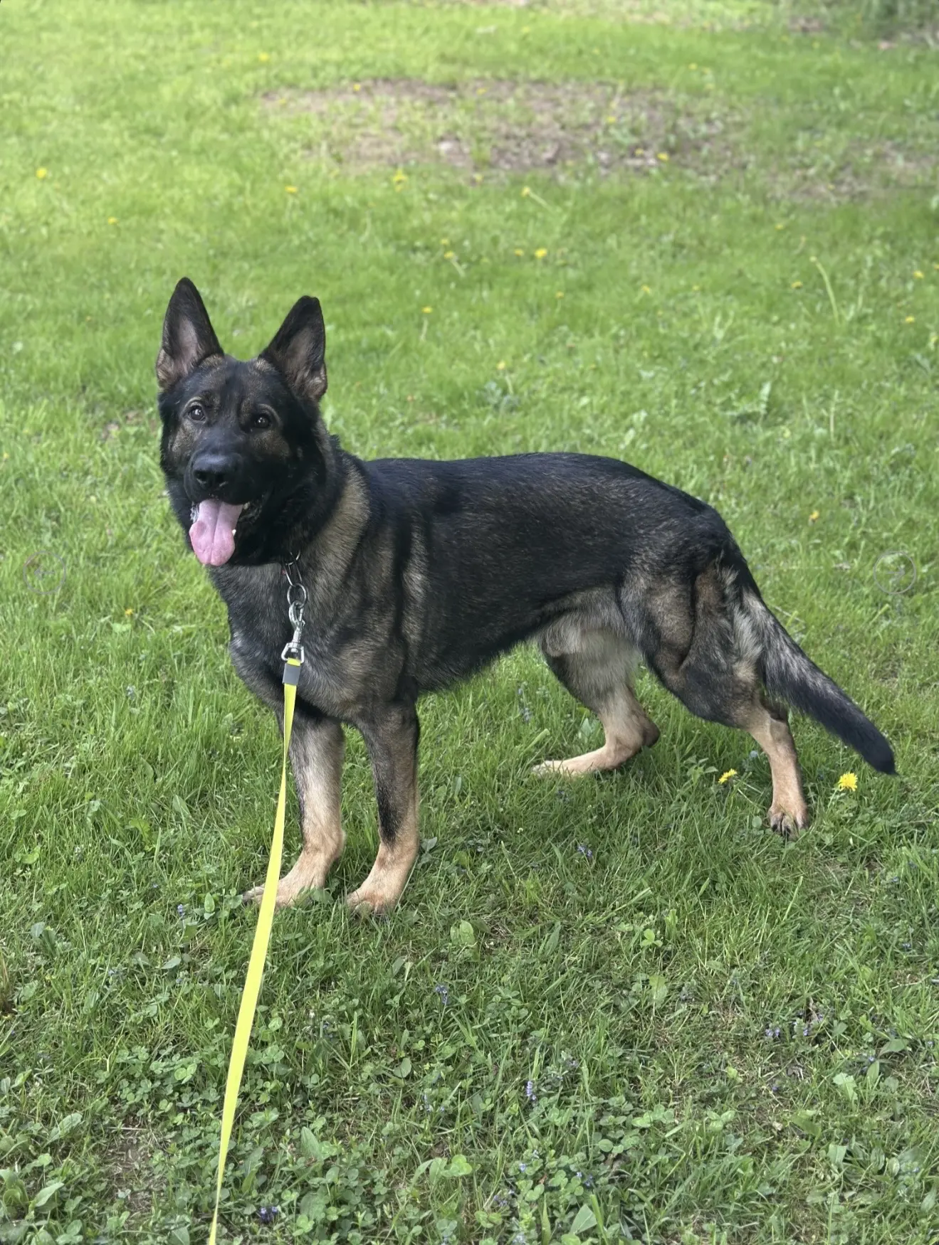 German Shepherd stud dog: Black and tan German Shepherd standing on green grass