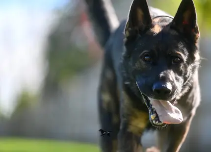 German Shepherd stud dog: Black and tan German Shepherd running with tongue out