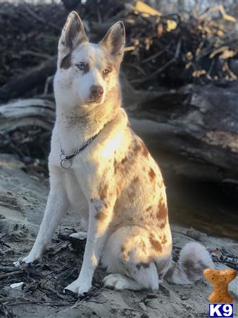Siberian Husky female dog