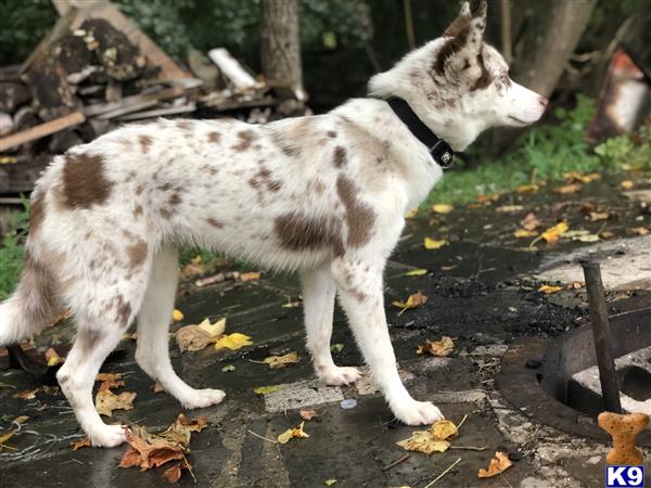 Siberian Husky female dog