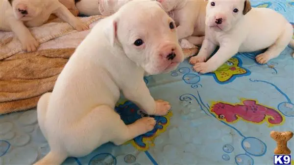 American Bulldog