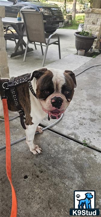 a american bulldog dog on a leash