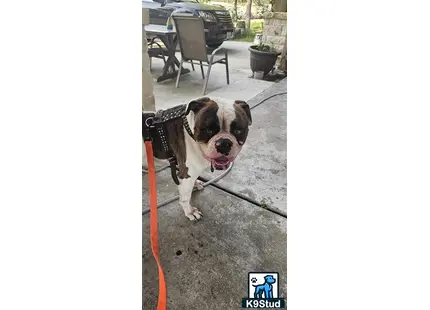 a american bulldog dog on a leash