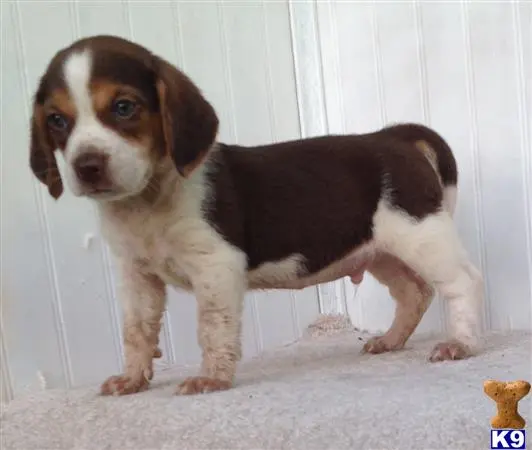 Beagle puppy for sale