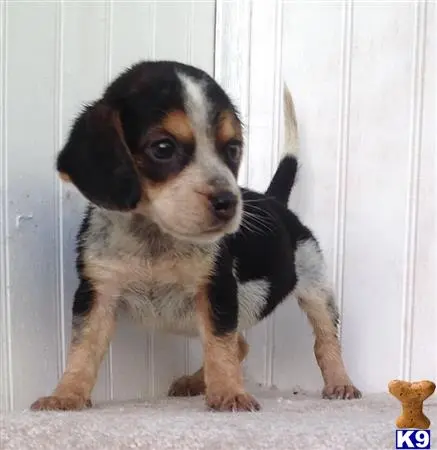 Beagle puppy for sale