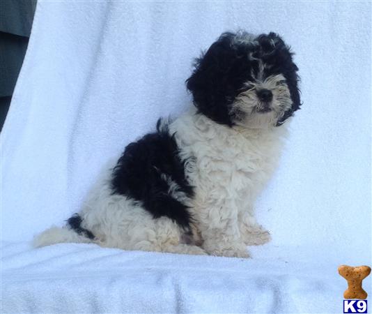 Maltipoo puppy for sale