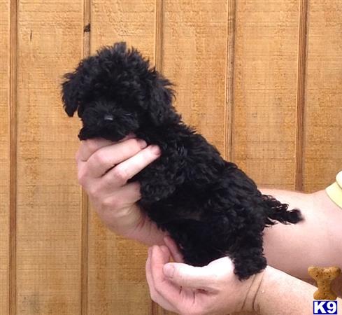 Maltipoo puppy for sale