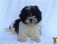 Maltipoo puppy for sale: Black and white Maltipoo puppy sitting on a white background