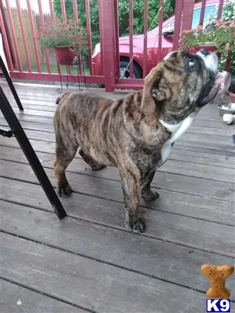 English Bulldog stud dog