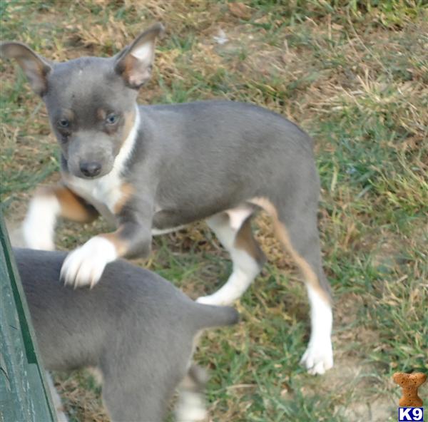 Blue Rat Terrier Puppies For Goldenacresdogs Blue Rat Terrier Puppies For