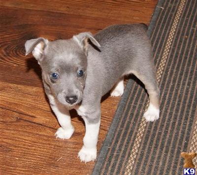 blue rat terrier puppies for sale rat terrier puppy for sale blue mini rat terriers 8 years blue rat terrier puppies for sale rat terrier puppy for sale blue mini rat terriers 8 years