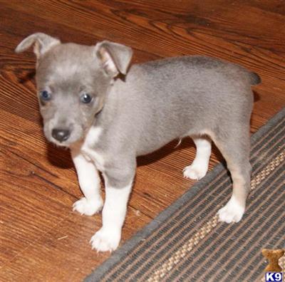 blue rat terrier puppies for sale rat terrier puppy for sale blue mini rat terriers 8 years blue rat terrier puppies for sale rat terrier puppy for sale blue mini rat terriers 8 years