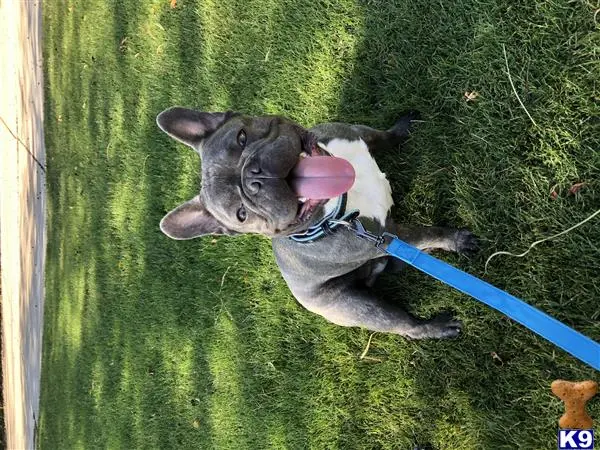 French Bulldog stud dog