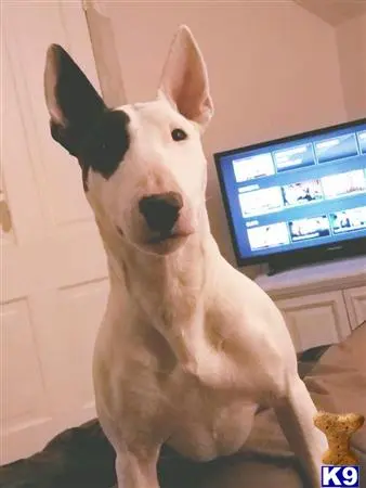 English Bull Terrier female dog