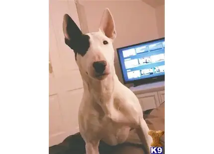 English Bull Terrier