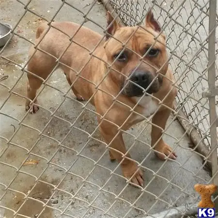 American Bully stud dog: a american bully dog in a cage