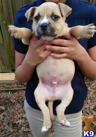 a person holding a american bully dog